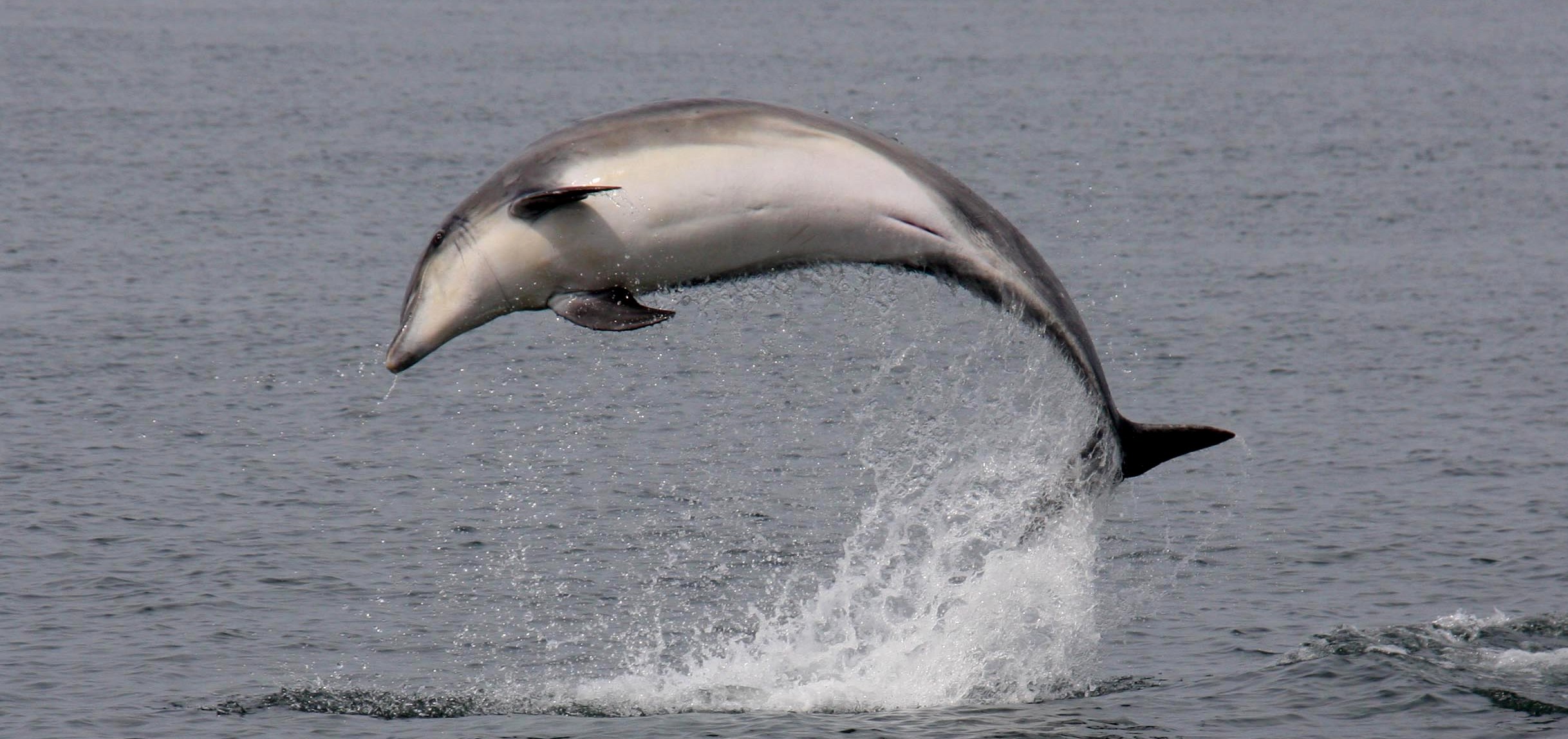 dolphin in Cardigan Bay, New Quay