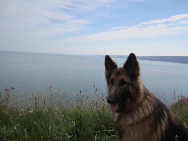 Arvonia pet friendly with view of Cardigan Bay - holiday home to let with Harbour Homes